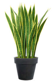 Sanseveria Trifasciata 95 cm Green Yellow V5560GYE